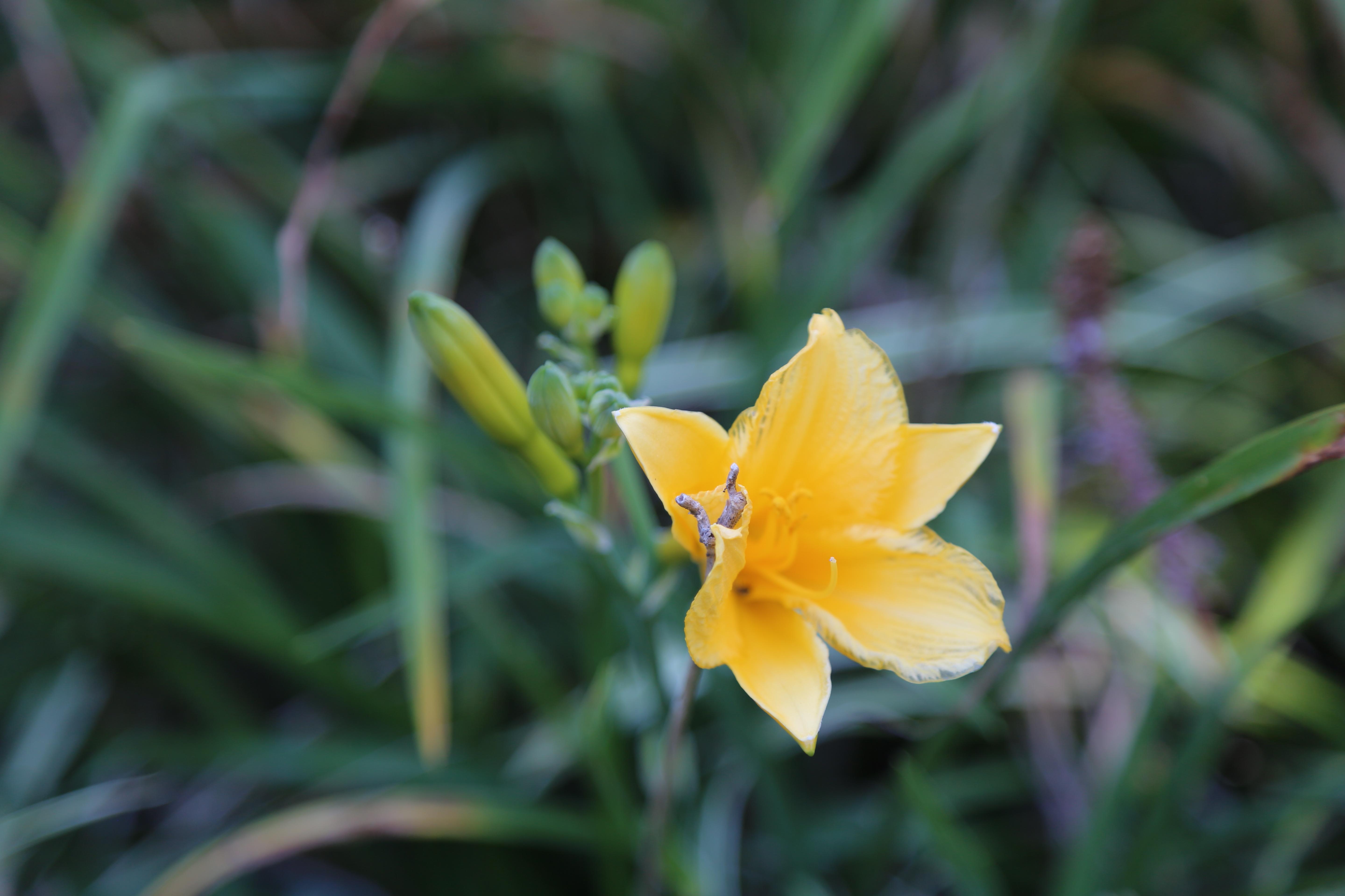 A yellow flower blooming in a campus garden